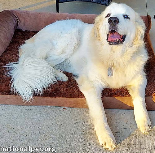 Snowball in NY - Sweet Senior With A Happy Wiggle! — thumbnail 5