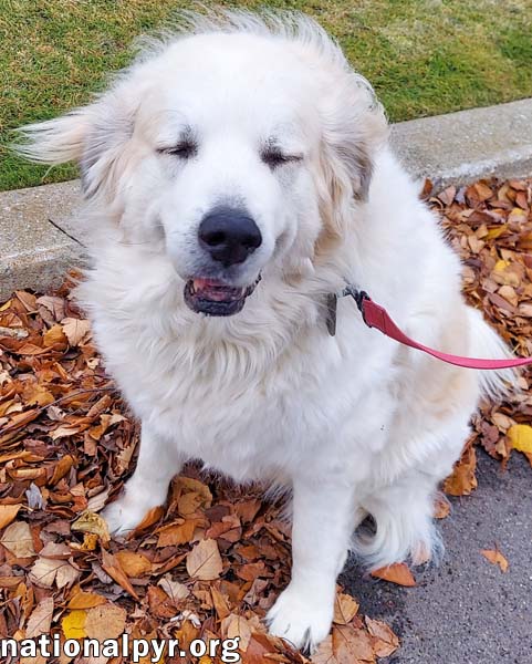 Snowball in NY - Sweet Senior With A Happy Wiggle!