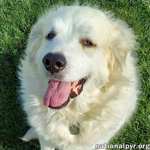 picture of the dog needing adoption