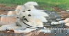 Birdie in CT - Loves Wading in the Baby Pool!
