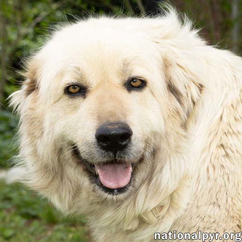 Sue in TN - Calm & Gentle & Adores People!