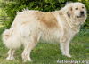 Sue in TN - Calm & Gentle & Adores People!