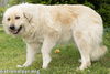 Sue in TN - Calm & Gentle & Adores People!