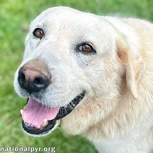 adoptable Dog in Newton, MS named Ruffin in MS - Affectionate & Laid-back!
