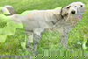 Ruffin in MS - Affectionate & Laid-back!