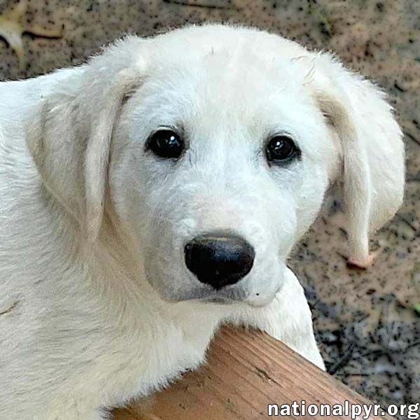 adoptable Dog in Birmingham, AL named Ajax in AL - A Playful Pup!