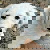adoptable Dog in birmingham, MI named Ajax in AL - A Playful Pup!