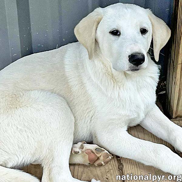 adoptable Dog in Birmingham, AL named Atlas in AL - Calm, Reserved & Fun-loving!