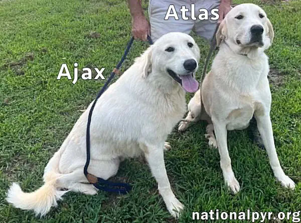 Atlas  Ajax In Al - Playful Bonded Pair image 2