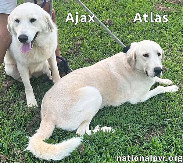 Atlas & Ajax in AL - Playful Bonded Pair!