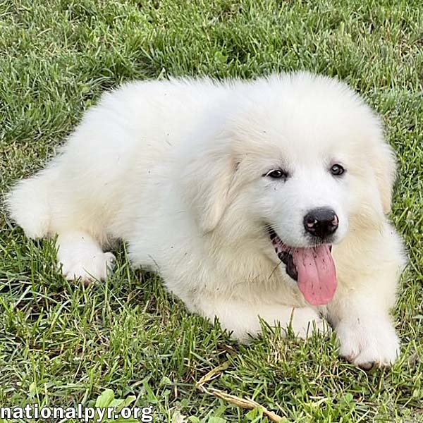 adoptable Dog in Bellevue, OH named Chance in OH - Silly, Playful & Affectionate!