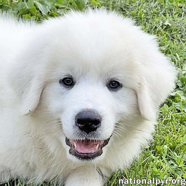 adoptable Dog in Bellevue, OH named Pete in OH - A Confident Love-Bug!