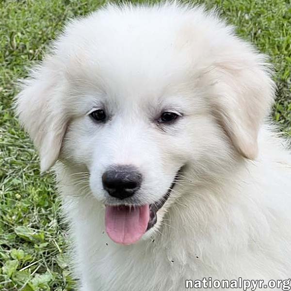 adoptable Dog in Bellevue, OH named Spike in OH - Confident & Laid-back!