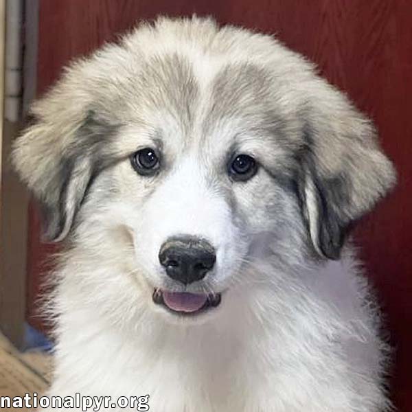adoptable Dog in Bellevue, OH named Delilah in OH - Curious, Smart & Affectionate!