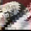 adoptable Dog in  named Delilah in OH - Curious, Smart & Affectionate!