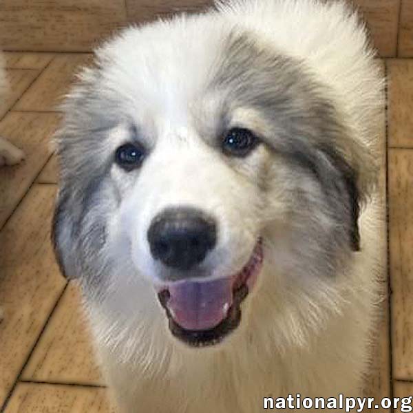adoptable Dog in Bellevue, OH named Hope in OH - A Bundle of Love & Fun!