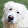 Atticus in NJ - Gives Nose Bumps for Pets! - Photo 1