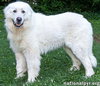 Atticus in NJ - Gives Nose Bumps for Pets! - Photo 2