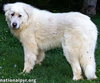 Atticus in NJ - Gives Nose Bumps for Pets! - Photo 3