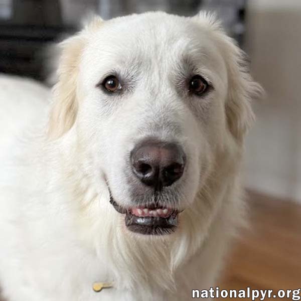 Atticus in NJ - Gives Nose Bumps for Pets!