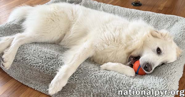 Atticus in NJ - Gives Nose Bumps for Pets!