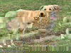 Major in TN - Happy, Playful & Bouncy!