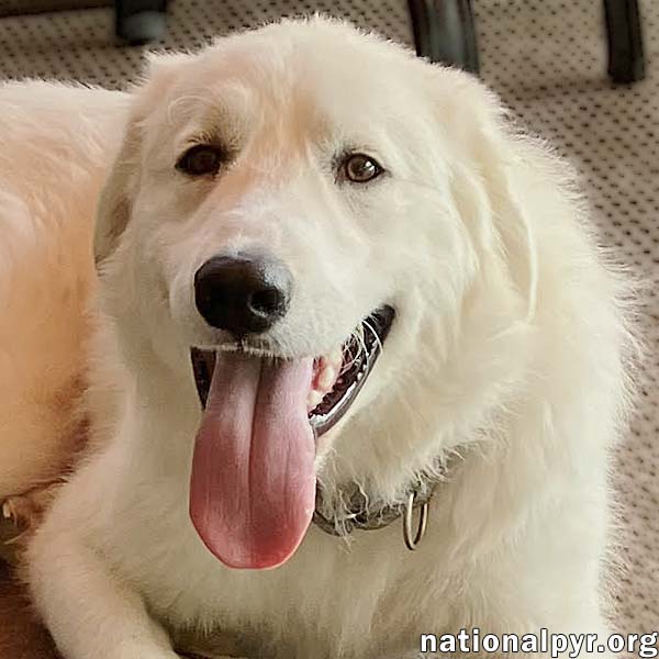 adoptable Dog in Detroit, MI named John Paul in MI - Sweet, Silly & Gentle!