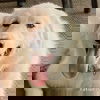 adoptable Dog in  named John Paul in MI - Sweet, Silly & Gentle!