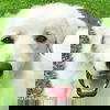adoptable Dog in  named Annabelle in KY - Playful, Gentle & Loving!
