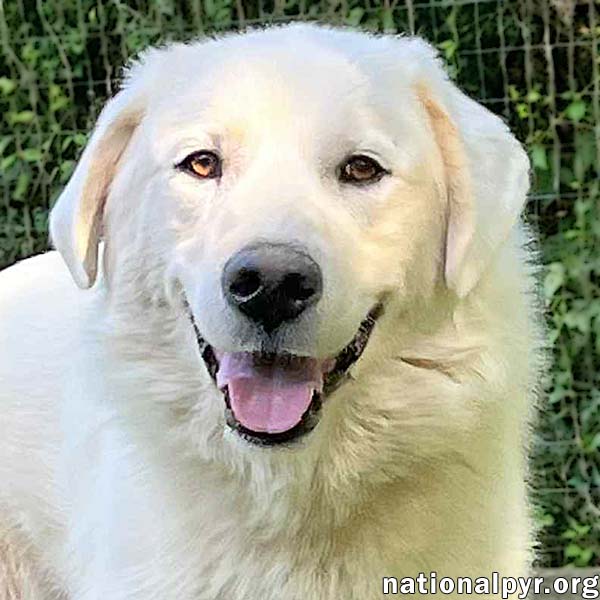 adoptable Dog in Birmingham, AL named Ray in AL - Very Loving, Cuddly & Playful!