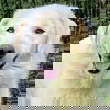 adoptable Dog in birmingham, MI named Ray in AL - Very Loving, Cuddly & Playful!