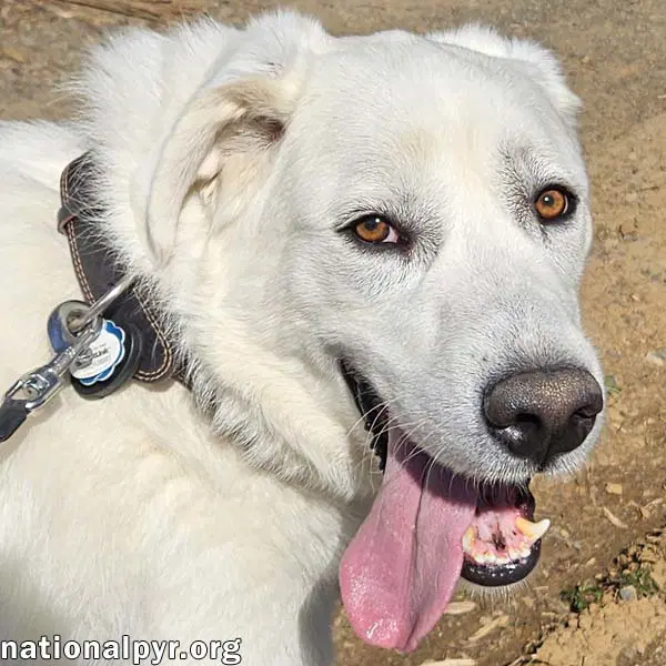 Ray In Nj - Very Loving Cuddly  Playful - Great Pyrenees