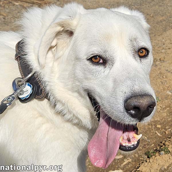 Ray In Nj - Very Loving Cuddly  Playful