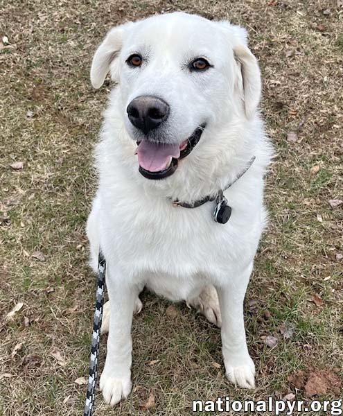 Ray in NJ - Very Loving, Cuddly & Playful!, photo 2