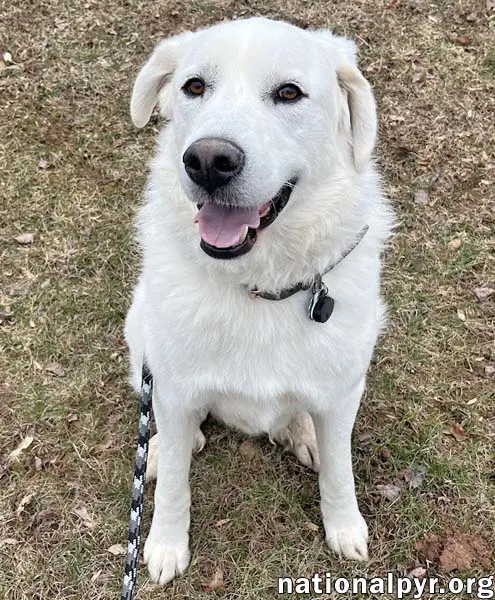 Ray In Nj - Very Loving Cuddly  Playful image 2