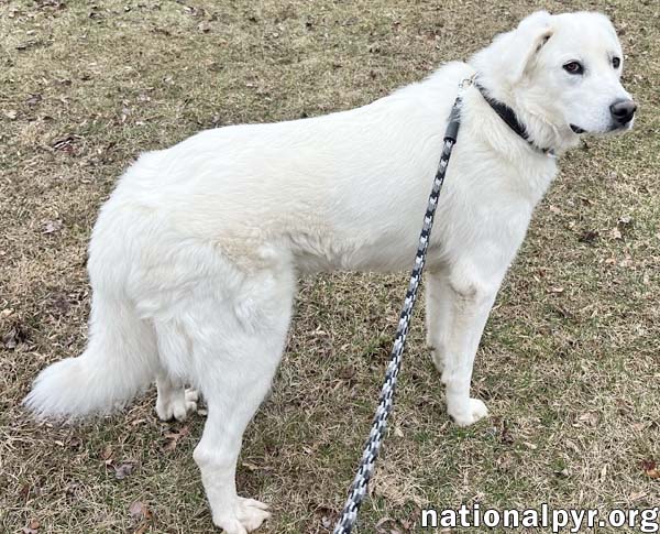 Ray in NJ - Very Loving, Cuddly & Playful!