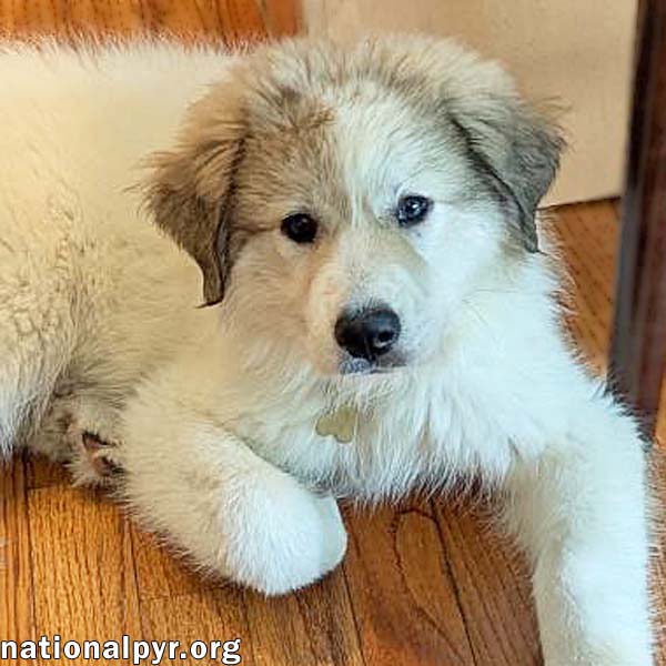 adoptable Dog in Grand Rapids, MI named India in MI - Adores Cuddles & Playtime!