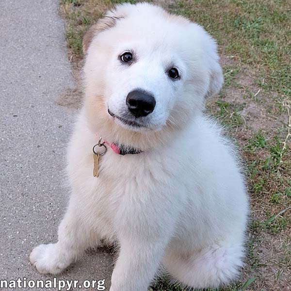 adoptable Dog in Grand Rapids, MI named Mila in MI - A Playful & Sweet Spirit!