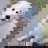 adoptable Dog in  named Mila in MI - A Playful & Sweet Spirit!