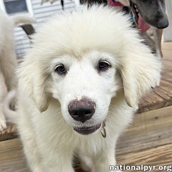 adoptable Dog in Vienna, VA named Marcus in VA - All-Around Fantastic Pup!