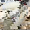 adoptable Dog in  named Marcus in VA - All-Around Fantastic Pup!