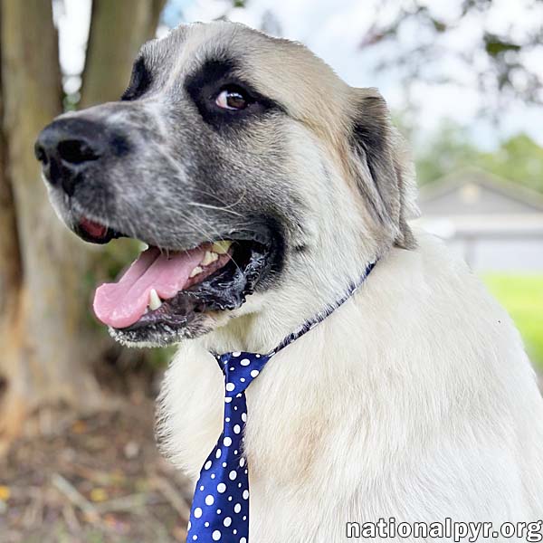 adoptable Dog in Valdosta, GA named Justice in GA - Loving, Playful & Independent!