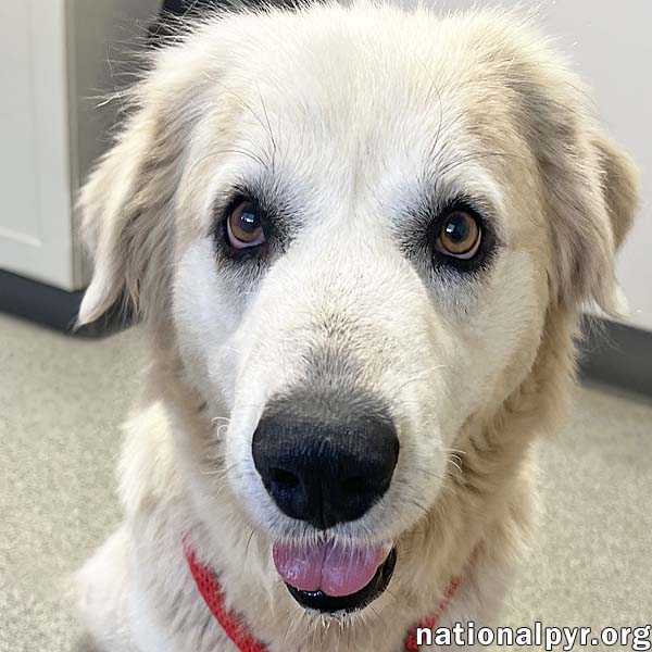 adoptable Dog in Springfield, OH named Angel in OH - Laid-back, Gentle, Kind & Sweet!