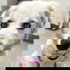 adoptable Dog in  named Angel in OH - Laid-back, Gentle, Kind & Sweet!