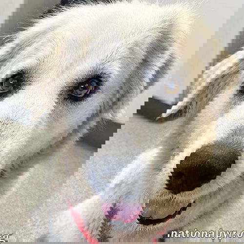 Angel in OH - Laid-back, Gentle, Kind & Sweet!