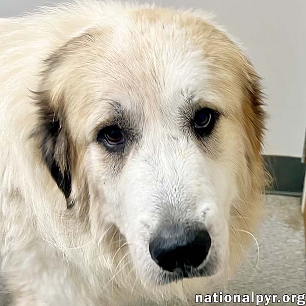 adoptable Dog in Springfield, OH named Noah in OH - pending