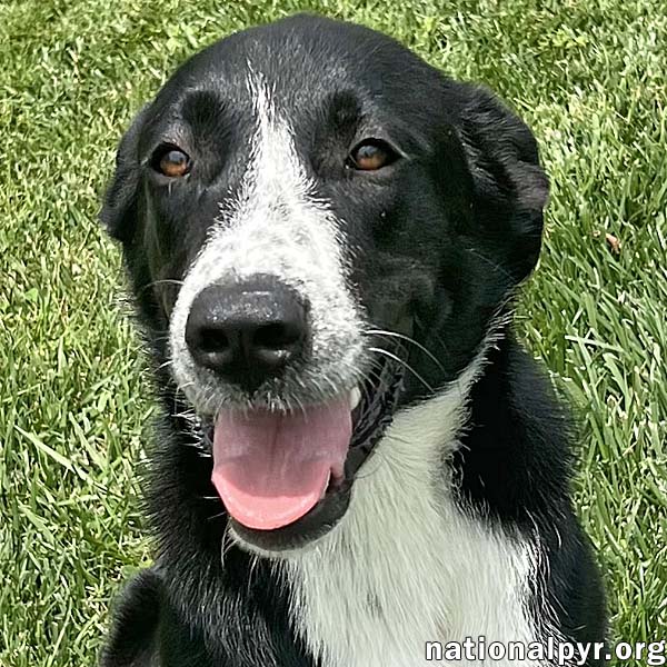 adoptable Dog in Springfield, OH named Nova in OH - Very Smart & Eager to Please!