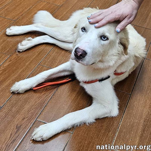 Maggie June in LA - An Absolute Sweetheart!, an adoptable Great Pyrenees in Beacon, NY