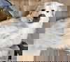 Koda in MD - pending