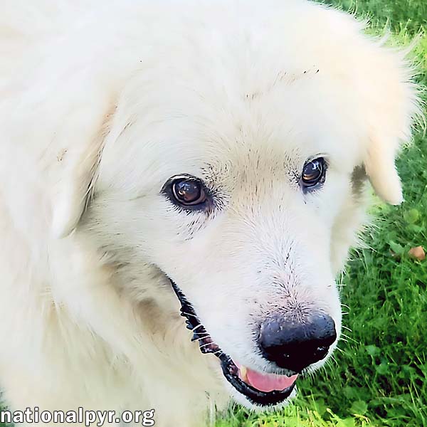 adoptable Dog in Lexington, KY named Samson in KY - Adores Pets & Rubs!